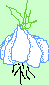garlic bulb